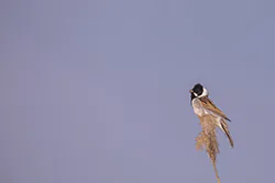 Reed Bunting (Emberiza schoeniclus)