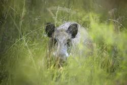 Dzik (Sus scrofa)