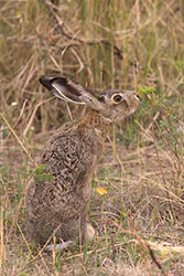 Zając szarak (Lepus europaeus)