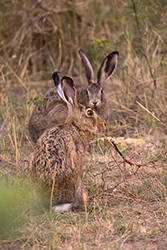 Zając szarak (Lepus europaeus)