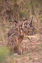 Zając szarak (Lepus europaeus)