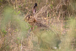 Zając szarak (Lepus europaeus)