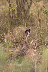 Zając szarak (Lepus europaeus)
