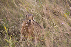 Zając szarak (Lepus europaeus)