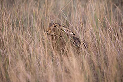 Zając szarak (Lepus europaeus)