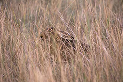 Zając szarak (Lepus europaeus)