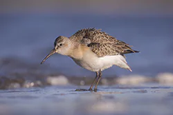 Biegus krzywodzioby (Calidris ferruginea)