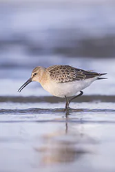 Biegus krzywodzioby (Calidris ferruginea)