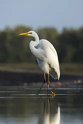 Czapla biała (Egretta alba)