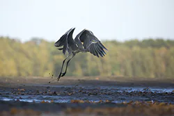 Czapla siwa (Ardea cinerea)