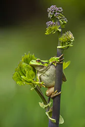 Rzekotka drzewna (Hyla arborea)