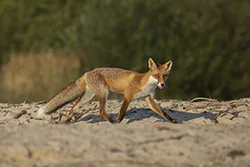 Lis (Vulpes vulpes)