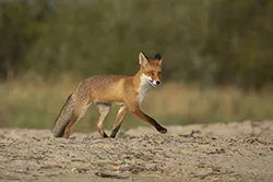 Lis (Vulpes vulpes)
