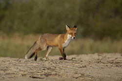 Lis (Vulpes vulpes)