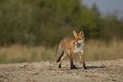 Lis (Vulpes vulpes)