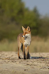 Lis (Vulpes vulpes)