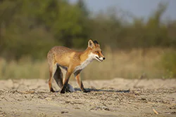 Lis (Vulpes vulpes)