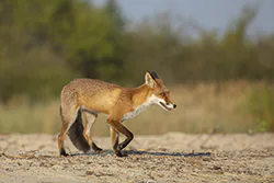 Lis (Vulpes vulpes)