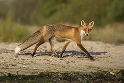 Lis (Vulpes vulpes)