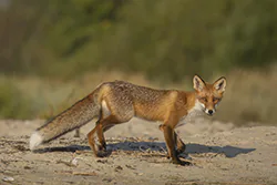 Lis (Vulpes vulpes)