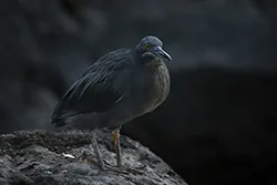 Czapla galapagoska (Butorides striata sundevalli)