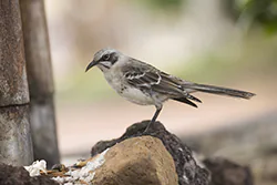 Przedrzeźniacz plamisty (Mimus melanotis)