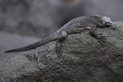 Legwan morski (Amblyrhynchus cristatus)