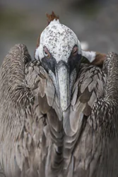Pelikan brunatny (Pelecanus occidentalis)
