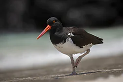 Ostrygojad brunatny (Haematopus palliatus)