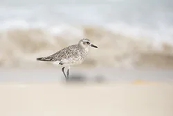 Siewnica (Pluvialis squatarola)