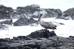 Pelikan brunatny (Pelecanus occidentalis)