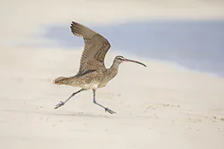 Kulik kanadyjski (Numenius hudsonicus)