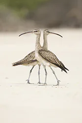 Kulik kanadyjski (Numenius hudsonicus)