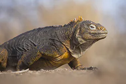 Legwan galapagoski (Conolophus subcristatus)