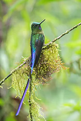 Komecik fioletowosterny (Aglaiocercus coelestis)