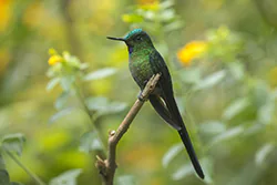 Komecik fioletowosterny (Aglaiocercus coelestis)