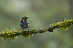 Złotoszyjnik (Iridophanes pulcherrimus)