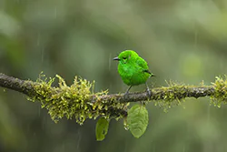 Szmaragdotanagra lśniąca (Chlorochrysa phoenicotis)
