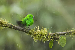 Szmaragdotanagra lśniąca (Chlorochrysa phoenicotis)