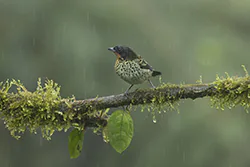 Tangarka rdzawogardła (Ixothraupis rufigula)
