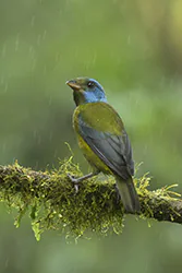 Tanagra modrolica (Bangsia edwardsi)