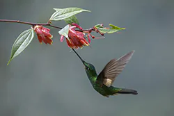 Elfik płowoskrzydły (Coeligena lutetiae)