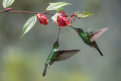 Elfik płowoskrzydły (Coeligena lutetiae)