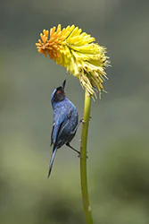 Haczykodziobek maskowy (Diglossopis cyanea)