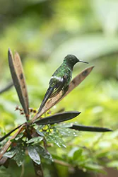 Kolcosterek zielony (Discosura conversii)