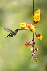 Kolcosterek zielony (Discosura conversii)
