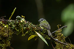 Oliwiak jasnogardły (Tolmomyias sulphurescens)
