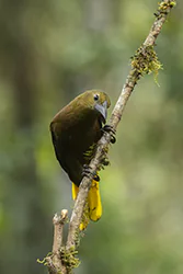 Kacykowiec rdzawy (Psarocolius angustifrons)