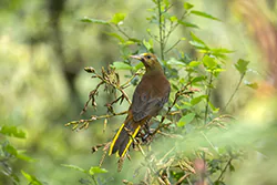 Kacykowiec rdzawy (Psarocolius angustifrons)