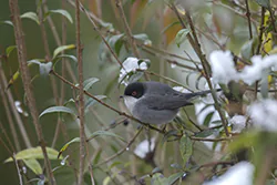 Pokrzewka aksamitna (Curruca melanocephala)